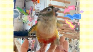 鈴を鳴らして荒ぶるぽぽちゃん【ウロコインコのぽぽ】