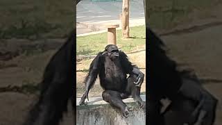 chimpanzee patna चिड़िया घर मै #shorts #viral
