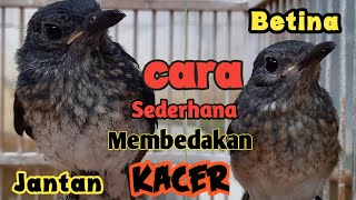 Cara Membedakan Trotolan Kacer Jantan Dan Betina Dengan Cara Sederhana dijamin Akurat.