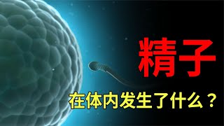 3億精子進入女性體內，究竟發什么多么殘酷的競爭？