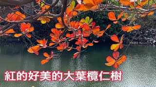 紅的好美的大葉欖仁樹 2022.01.30