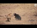 ozzy man reviews sloth bear vs tiger