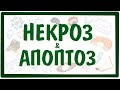 НЕКРОЗ и АПОПТОЗ