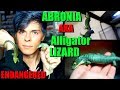 All About The Abronia Graminea! | Mexican Alligator Lizard