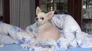 【朝から無駄な元気が可愛いチワワ♪】Cute Chihuahua in good spirits from the morning.