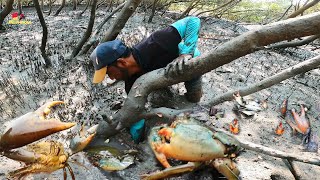 Biggest Mud Crab | दिवसांनी गेलो चिंबोर्‍या खणाला | आज भेटले मोठे मोठे कुरले | Catching Chimbori