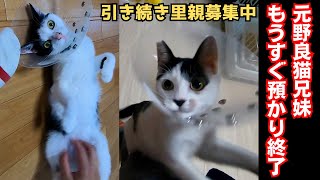 元野良猫のハチワレ猫兄妹　子猫からヤンチャに成長で預かり終了間近（保護猫カフェキャットスペース）中崎町The former stray chimera cat grew from a kitten