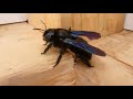 Big Black Bee