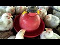 broiler fcr kam kaise kare ll fcr role in poultry ll पोल्ट्री मुर्गी फीड खपत