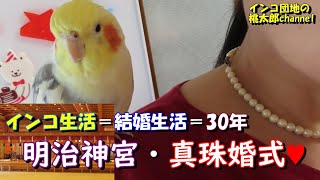 インコ生活30年＝結婚30周年・真珠婚式・明治神宮の後、家でささやかなお祝い♥【オカメインコ桃太郎】