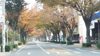 今治駅 から けやきなみき ドライブ　紅葉がきれいです　愛媛県　今治市