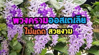 พวงครามออสเตเลีย  ไม้แดด สวยงาม | เปิดโลกออนไลน์ Ep.69