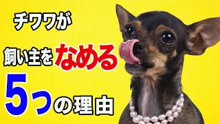 チワワが顔や手を舐める本当の理由！子犬時代からの行動心理5選