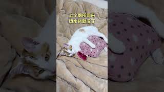 养了猫以后每天睡觉都要斗智斗勇，上床稍微慢点床就被占了，烧了个热水袋，上个厕所的功夫就没了[捂脸]家有萌宠猫咪的迷惑行为