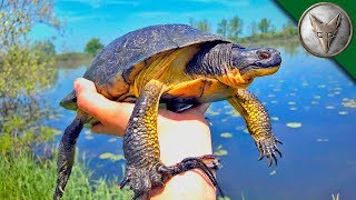 VERY RARE Island Turtle Found!