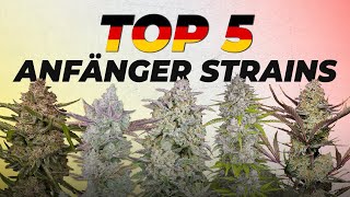 Die besten Cannabis Sorten für Beginner | Jeder kann diese 5 Strains growen