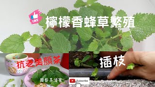 如何種植、養護香草、修枝、插枝後，長得更繁茂I隨時都可來一壺抗老美顏茶