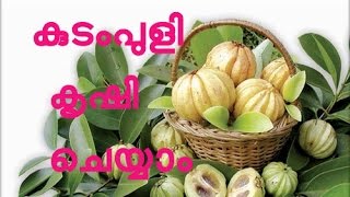 കുടംപുളി കൃഷി  | Kudampuli Krishi (Garcinia gummi-gutta)