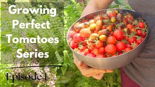 Choose the Best Tomatoes for the Desert