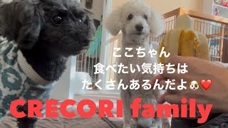 [Vlog of my beloved dog's battle with illness] Record of Coco refusing to eat for 3 days🐶💦