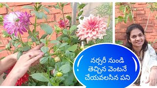 దాలియాఎక్కువ పువ్వులు పూయాలంటే ..Dalhia plant care and flowering tips# Dalhiaplant #tips