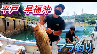 平戸でイカの泳がせでアラを釣る！大翔丸　Longtooth grouper