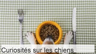 +30 faits sur les chiens - DES FAITS CURIEUX que personne ne connaît !