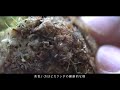 ビカクシダ胞子培養苗を鉢上げ 水苔の戻し方 platycerium repotting【植物と暮らす】vlog 36