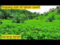 tumpang sari di lahan sawit || tanam kacang tanah di lahan sawit