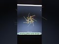 Python Turtle Graphics | Coding Status Video | Instagram Reels |