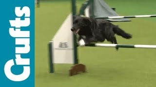 Exclusive look at Crufts 2012's Rescue Dog Agility Contest!