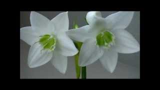 Eucharis amazonica flowers