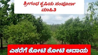 ಶ್ರೀಗಂಧ ಮರ ಬೆಳೆಯುವ ವಿಧಾನ ( Sandalwood farming in kannada ) ಎಕರೆಗೆ ಕೋಟಿ ಆದಾಯ