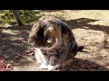 Maru eagerly observes a worm in the fallen leaves garden.