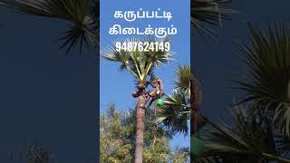 #palmsugar #panaimaram #பனை #palm #palmeiras #palmistry #palmyra #climbing #climbingtrees