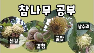 참나무 공부