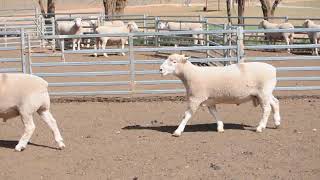 Ridgehaven 2019 Ram Sale Lot 7 and 8