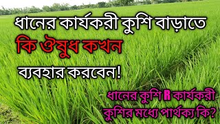 ধান গাছের পাশকাঠি বৃদ্ধি /কার্যকারী কুশি বৃদ্ধির উপায়!