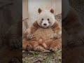 太可爱了🐼。 china panda cute animals