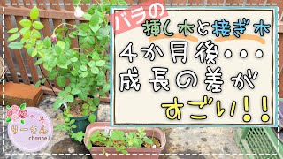 【バラの挿し木と接ぎ木】４カ月後の姿がこちらです・・・