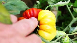 200 kg de tomates sur 24 m²: Cueillette de la première tomate !