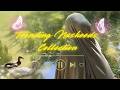 Trending Islamic Nasheeds Collection 2026 🌙 | Most Beautiful & Heart Touching Nasheeds🤍🌹