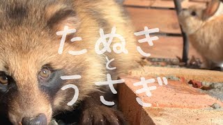 【タヌキとウサギ】仲良しではない。ただお互い、無関心なだけ。　日中いい天気だったので日向ぼっこ☀️