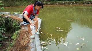 看着池塘里600多条的死鱼，秋子欲哭无泪，一晚上全死光了