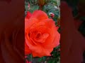 most beautiful 🌹 rose gardening roses shots