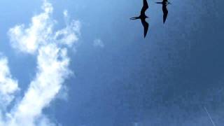 Frigate birds circling over the boat in the galapagos