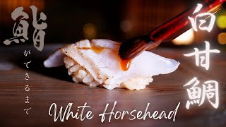 鮨ができるまで「白甘鯛」Sushi  Prep by chef “White Horsehead” #13