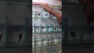 💥🐬Kolathur Fish Market🐠| Betta Fish வாங்கியாச்சு🐟| #shorts #aquarium #kolathur #bettafish