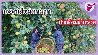 เจอแอ๊ปเปิ้ลต้นใหม่ 🍏🍏🍏ดกมากเก็บคนเดียวไม่ไหว ⚠️