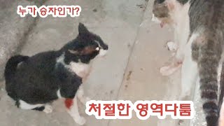 길고양이들의 영역다툼/처절한 싸움을 하는 이유